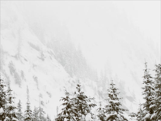 Snowy Forest Backdrop