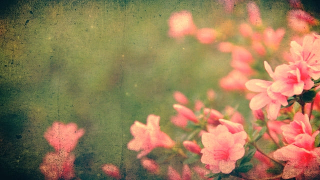 Spring Flowers 01
