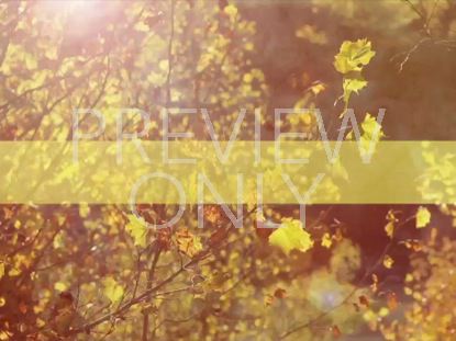 Fall Branch Stripe Background Still