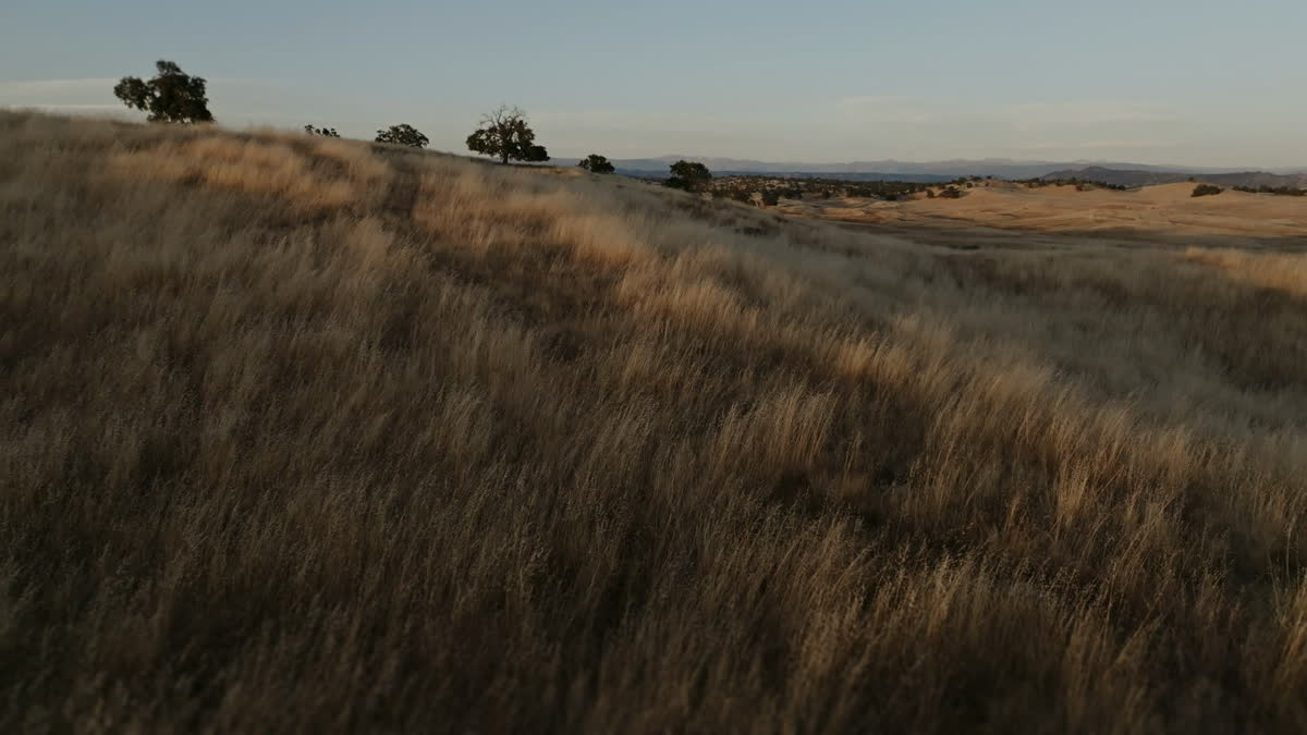 Golden Pastures Still 12