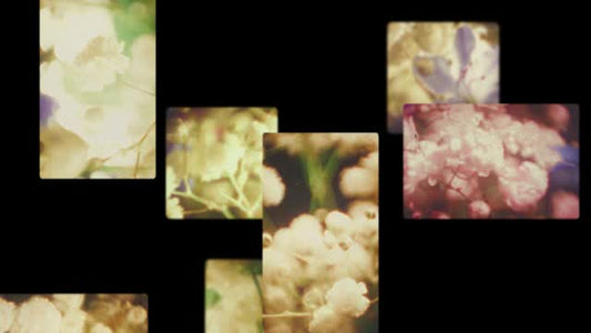 Bloom Again 02