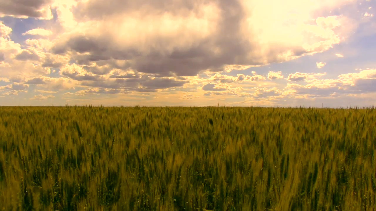 Cloud Field