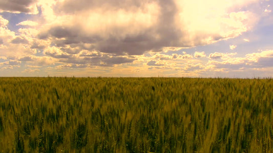 Cloud Field