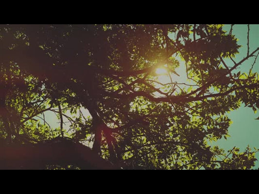 Summer Bright Branches