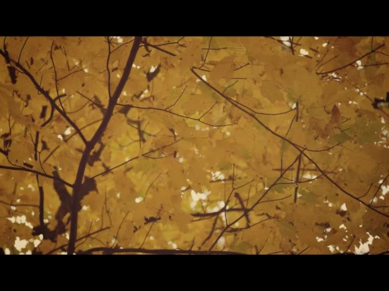 Fall Colors Golden Leaves
