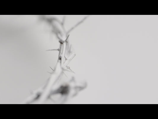 Crown Of Thorns White 2