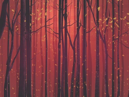 Autumn Forest Orange Close Blank