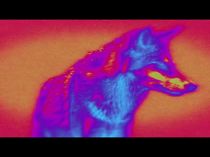 Bible Animals 2 Wolf Color Map