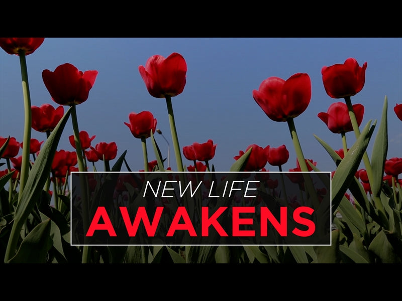 New Life Awakens