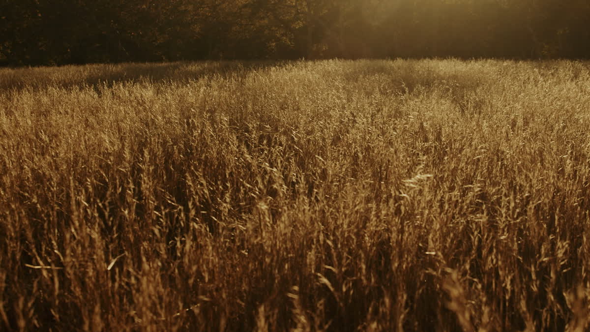 Autumn Meadow Still 14