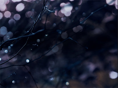 Winter Frost 1