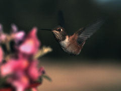 Matthew 6: Do Not Worry