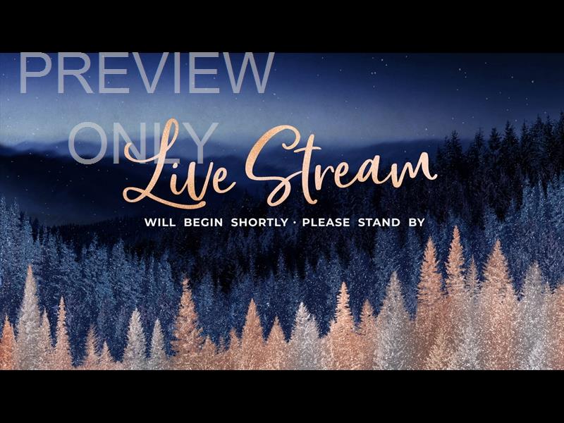 Sparkling Trees Live Stream Still