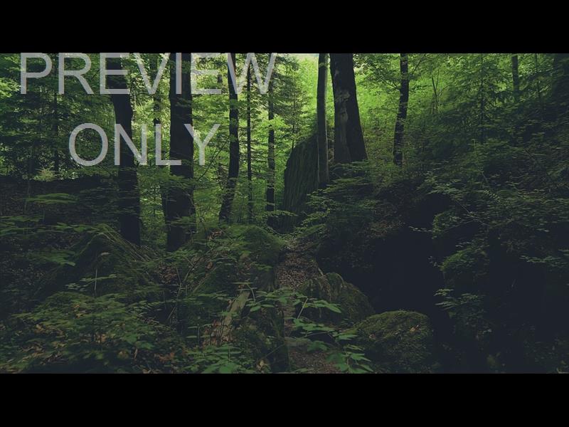 Deep Forest Dense Woods Still