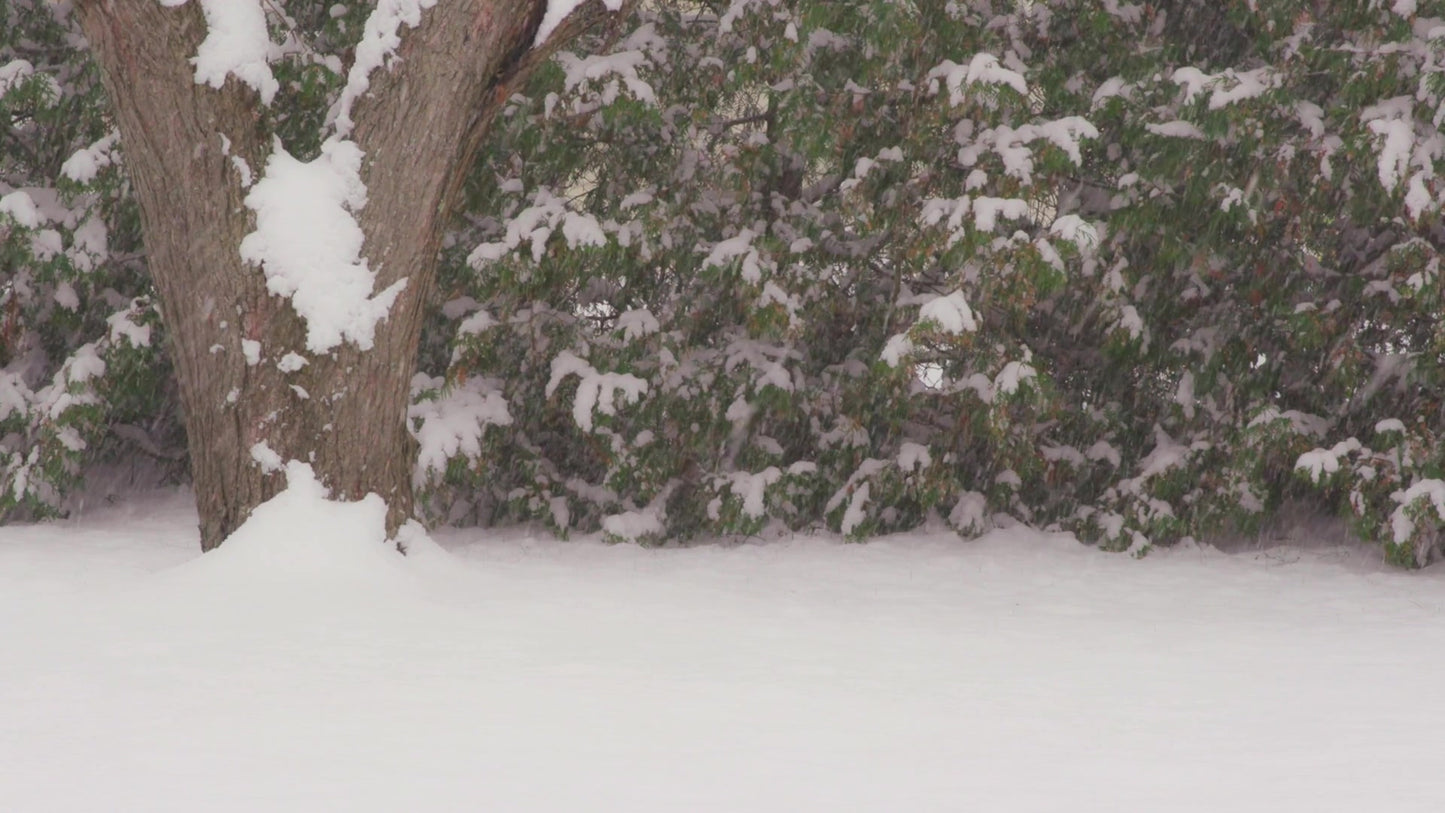 Winter Woods Still 13