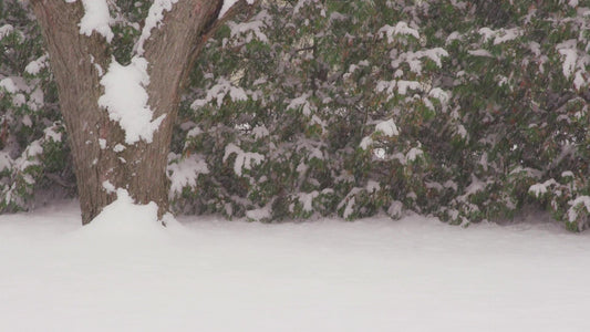 Winter Woods Still 13