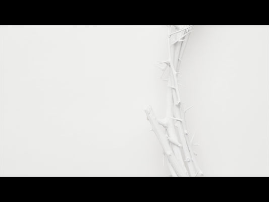 Crown Of Thorns White 11