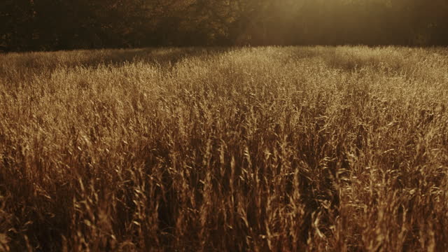 Autumn Meadow Motion Background 14