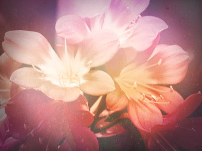 Flowers For Mom 1 Motion