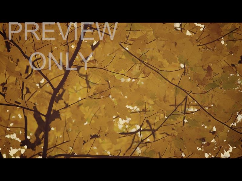 Fall Colors Golden Leaves