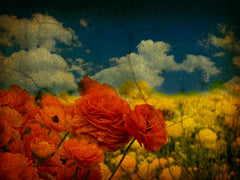 Spring Clouds 1