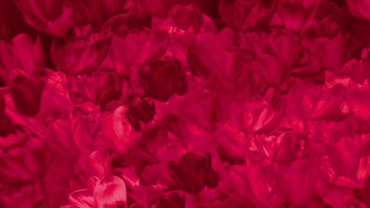 Hyper Bloom 12