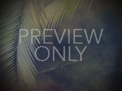 Palm Branches
