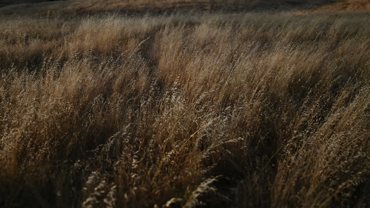 Golden Pastures Still 04