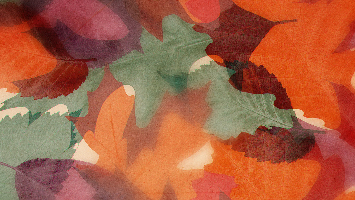 Layers Of Leaves Still 03
