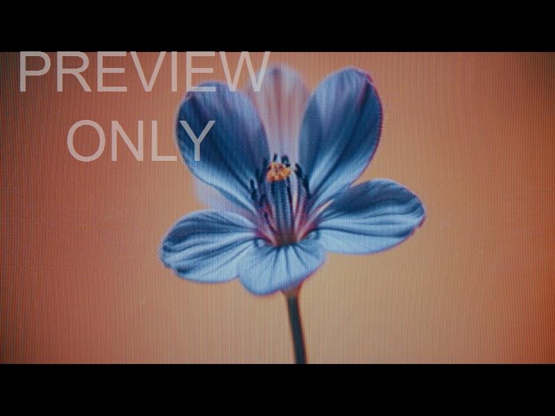Crt Flowers 7 Still