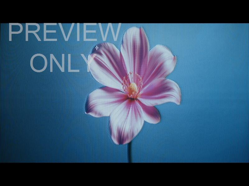 Crt Flowers 13 Still