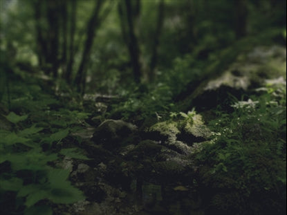 Creek Walk