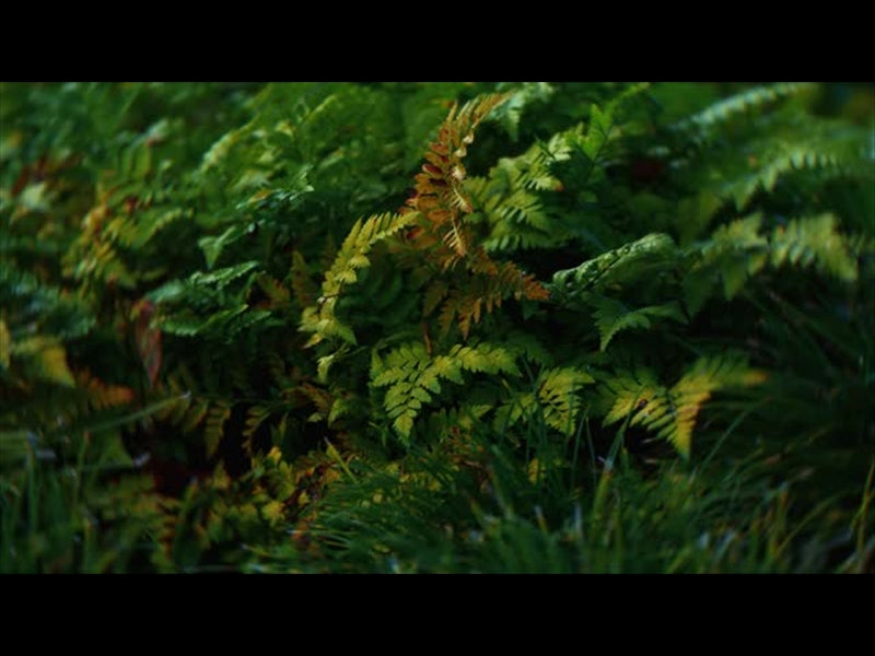Springs Embrace Motion Background 1