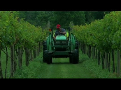 I Am - The True Vine