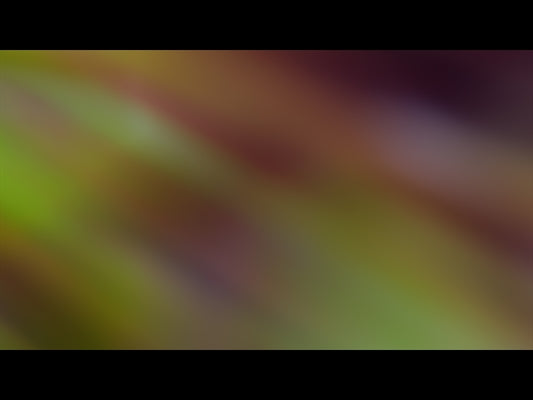 Forest Light Loop 06