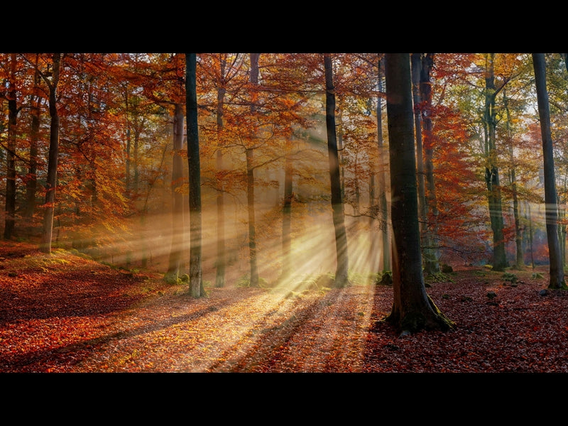 Autumn Light 16