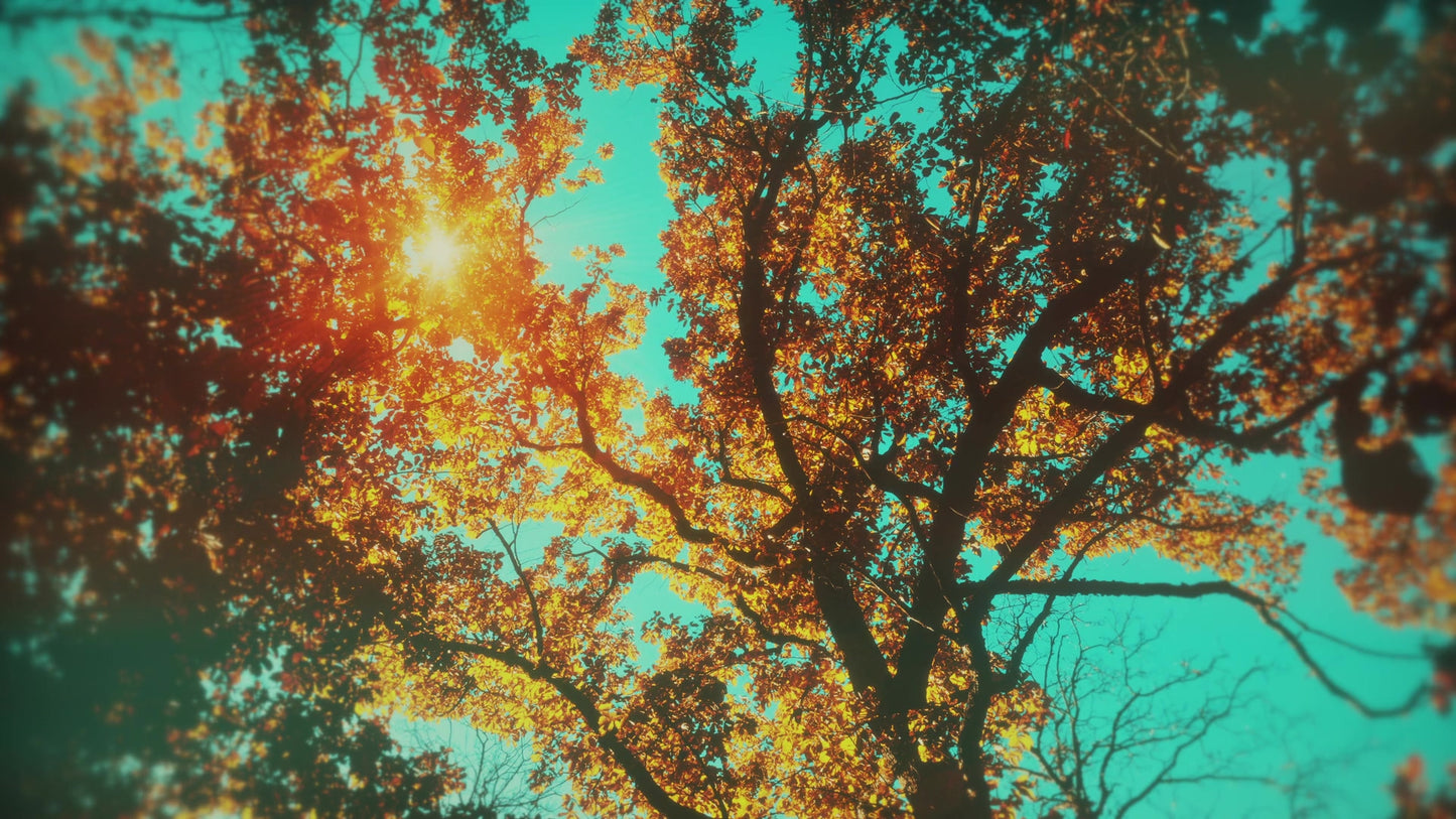 Autumn Canopies 3 Still