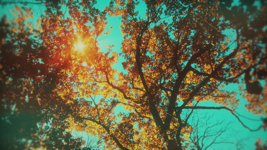 Autumn Canopies 3 Still