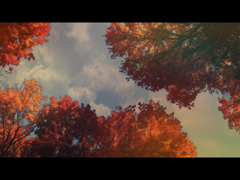Fall Trees 10