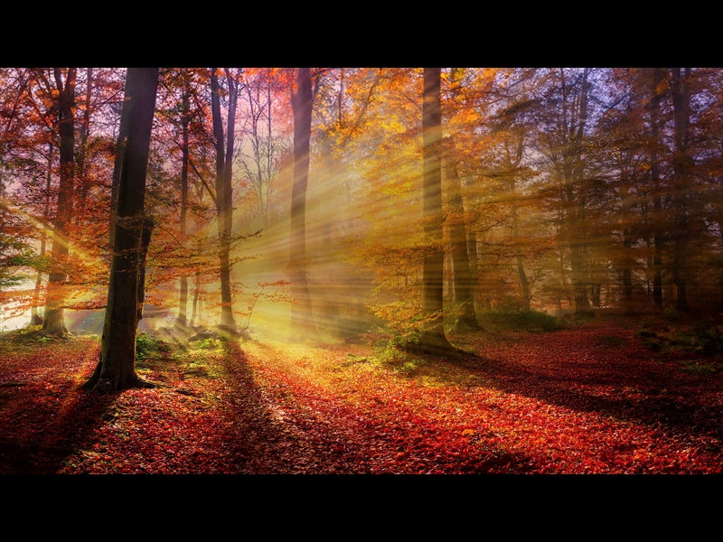 Autumn Light 20