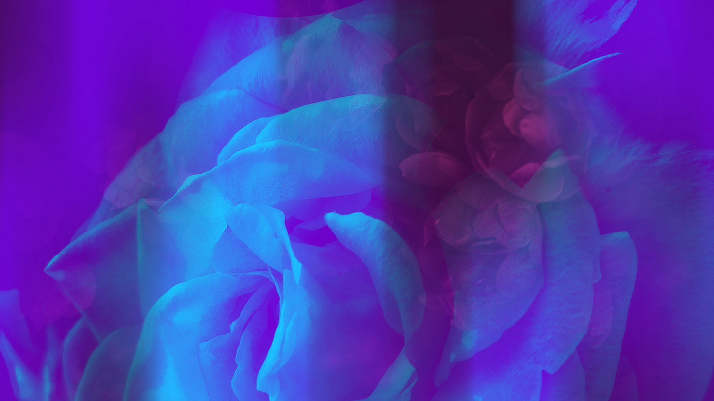 Floral Reflections 06 Still