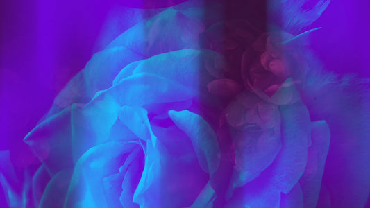Floral Reflections 06 Still