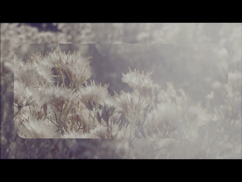 Sage Loop 04
