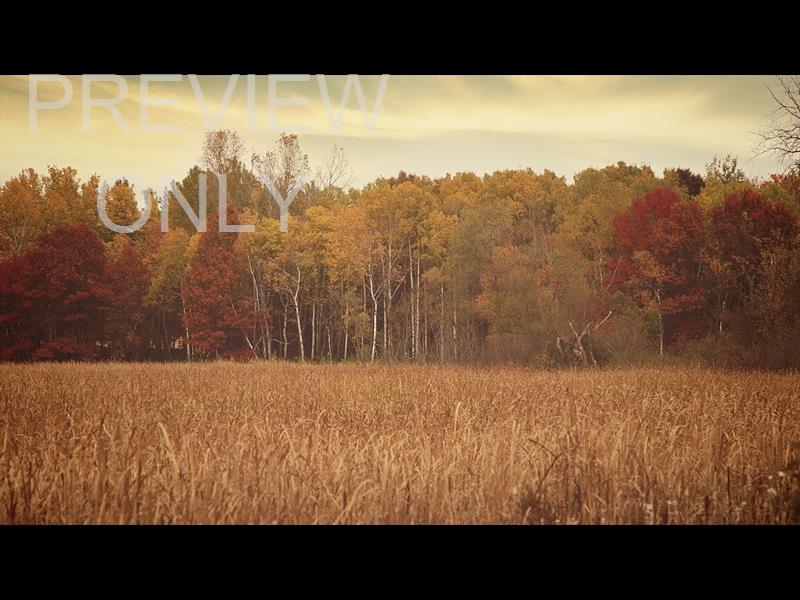 Fall Colors Tall Grass