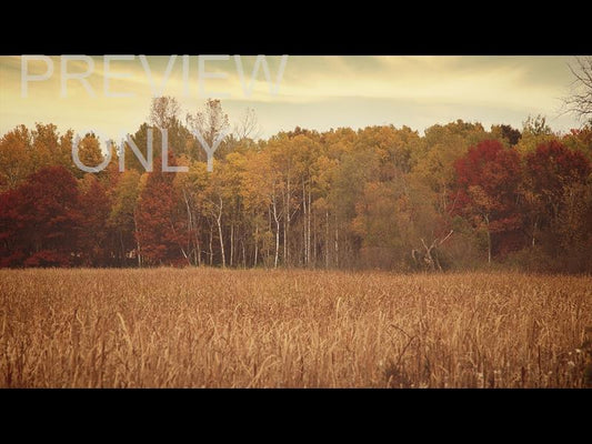Fall Colors Tall Grass