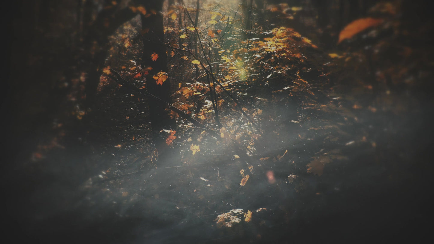 Moody Autumn Overgrowth