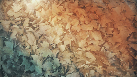 Fallen Leaves 04