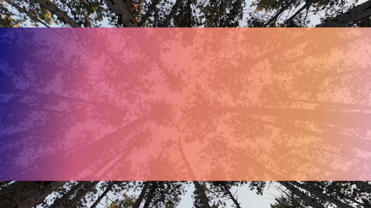 The Forest 3 Bar Still
