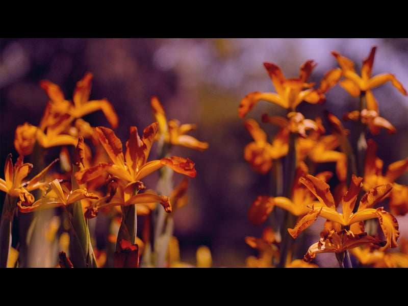 Mothers Day Garden 6