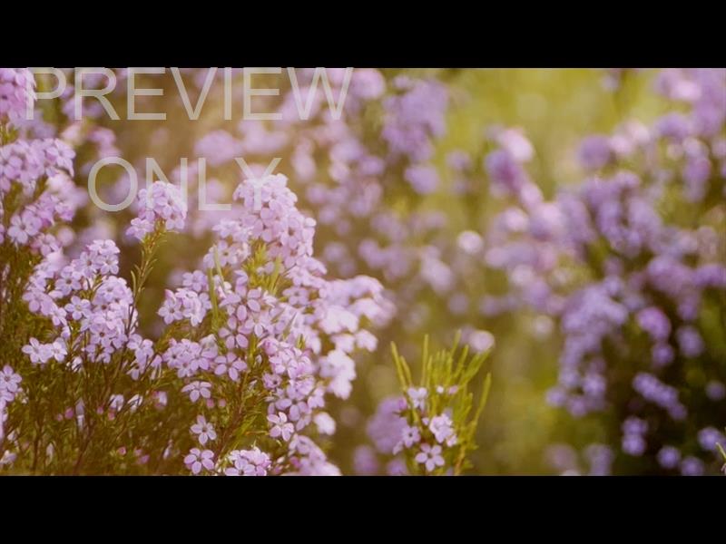 Flower Garden Still 04